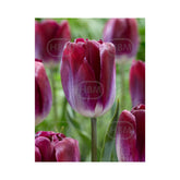 Hectarul - Bulbi Lalea kansas proud - cutie 200 bulbi